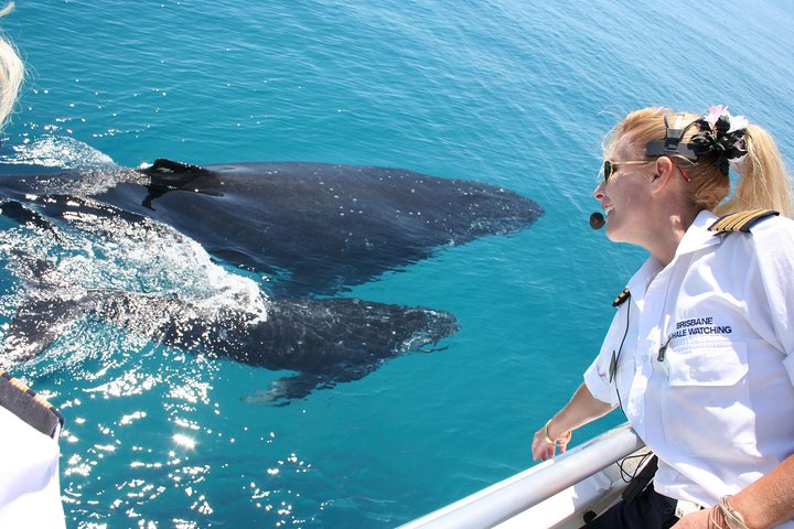 Whale Watching Cruise From Redcliffe, Brisbane Or The Sunshine Coast, Brisbane