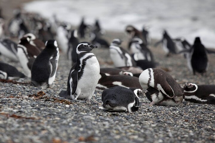 Martillo Island: Boat Trip To The Penguin Colony & Beagle Channel, Ushuaia