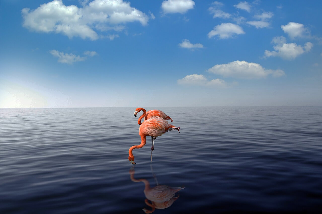 media_gallery-2020-03-2-8-flamingo_4026050_1280_990a9ed8a819773769de5e521011bb6c.jpg