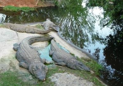 Kwena Crocodile Farm
