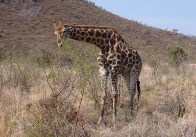 Pilanesberg National Park And Game Reserve